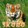 skoro